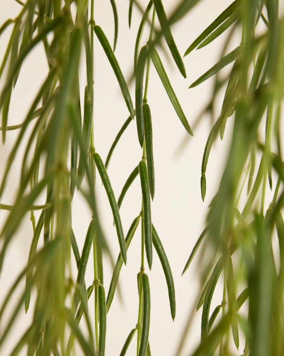 Hoya Linearis (Wax Flower)