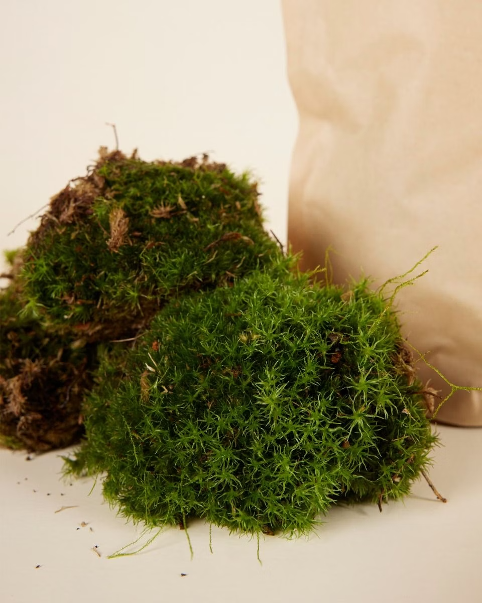 Living Cushion Moss موس حي