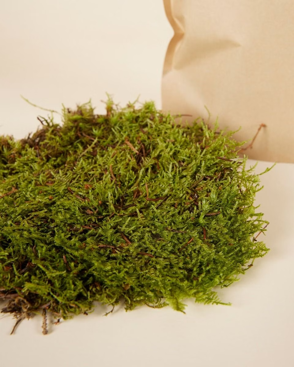 Living Moss موس حي