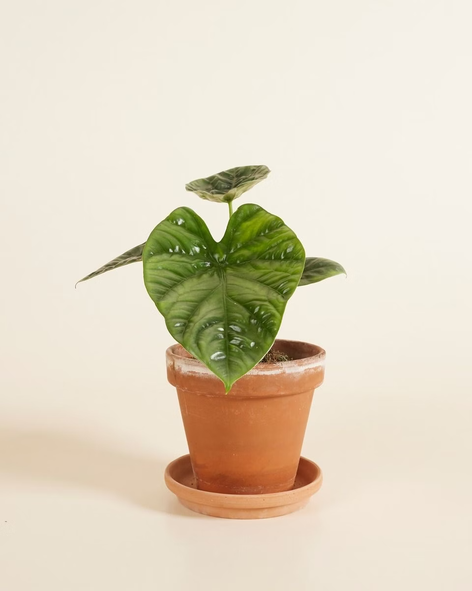 Alocasia Lukiwan نبات داخلي ألوكاسيا (Houseplants)