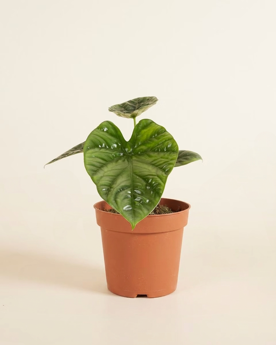 Alocasia Lukiwan نبات داخلي ألوكاسيا