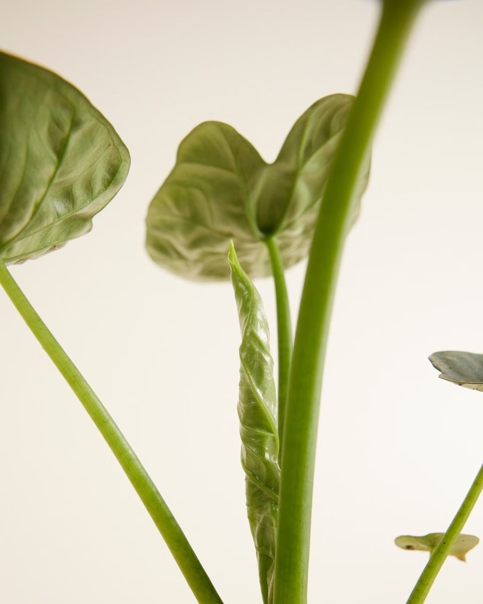 Alocasia Lukiwan نبات داخلي ألوكاسيا (Houseplants)