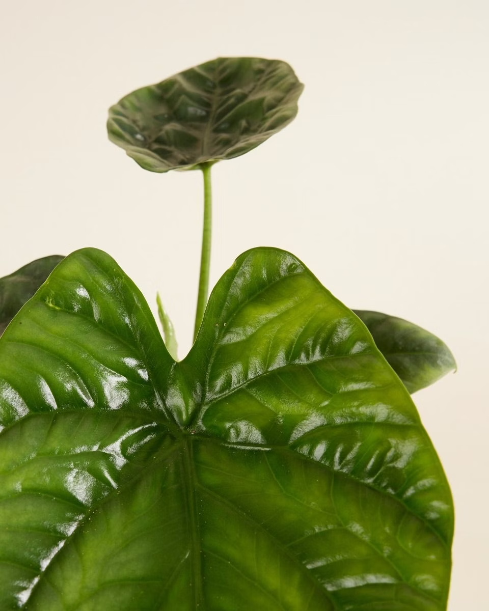 Alocasia Lukiwan نبات داخلي ألوكاسيا