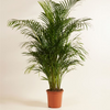 Dypsis Lutescens (Areca) Golden Cane Palm أريكا