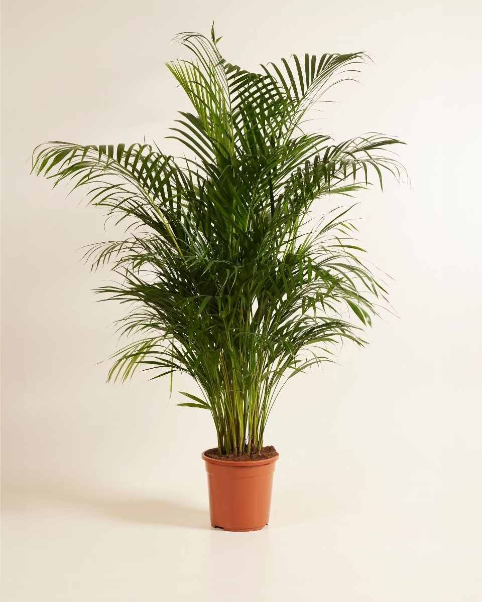 Dypsis Lutescens - Golden Cane Palm أريكا