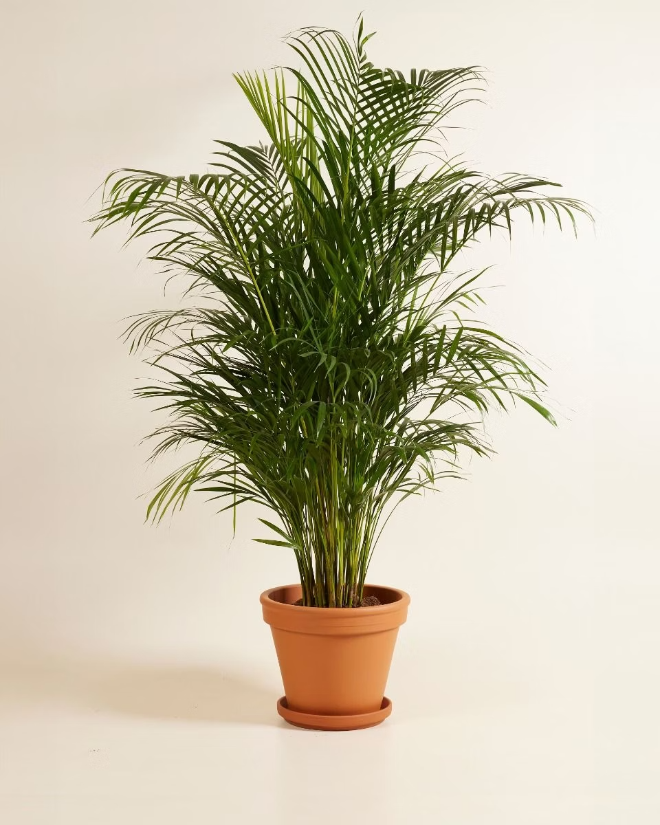 Dypsis Lutescens - Golden Cane Palm أريكا