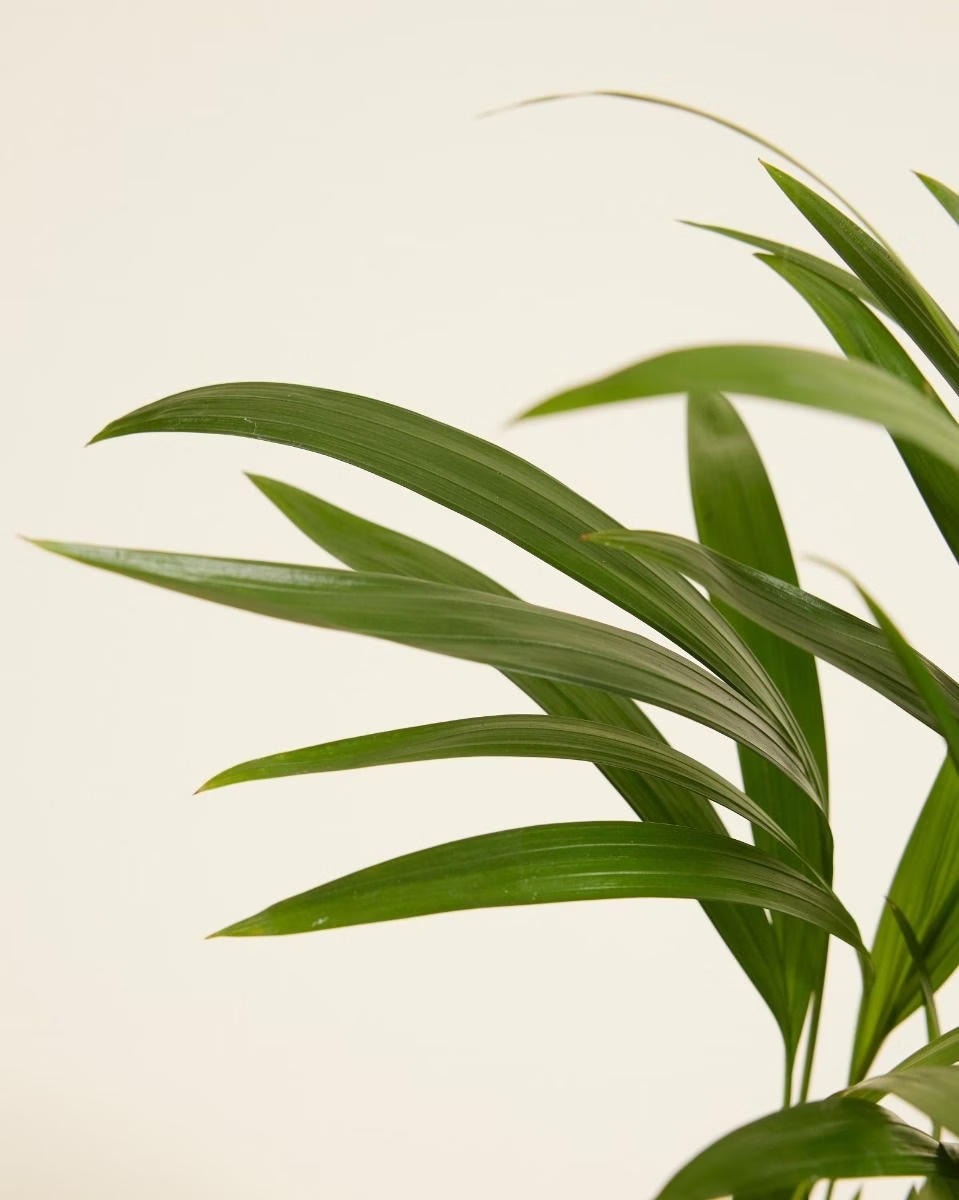 Dypsis Lutescens (Golden Cane Palm) أريكا