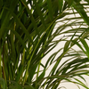 Dypsis Lutescens (Areca) Golden Cane Palm أريكا
