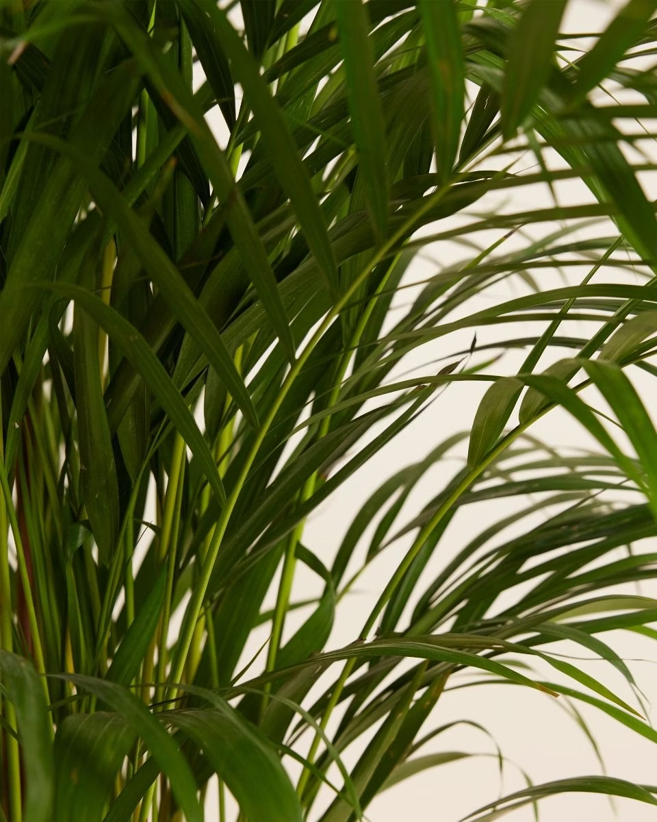 Dypsis Lutescens - Golden Cane Palm أريكا