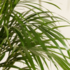Dypsis Lutescens (Areca) Golden Cane Palm أريكا