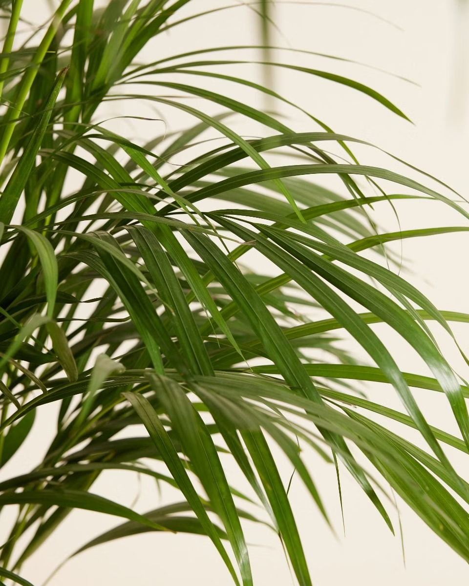 Dypsis Lutescens - Golden Cane Palm أريكا