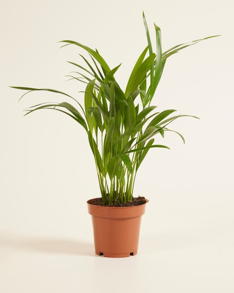 Dypsis Lutescens (Golden Cane Palm) أريكا