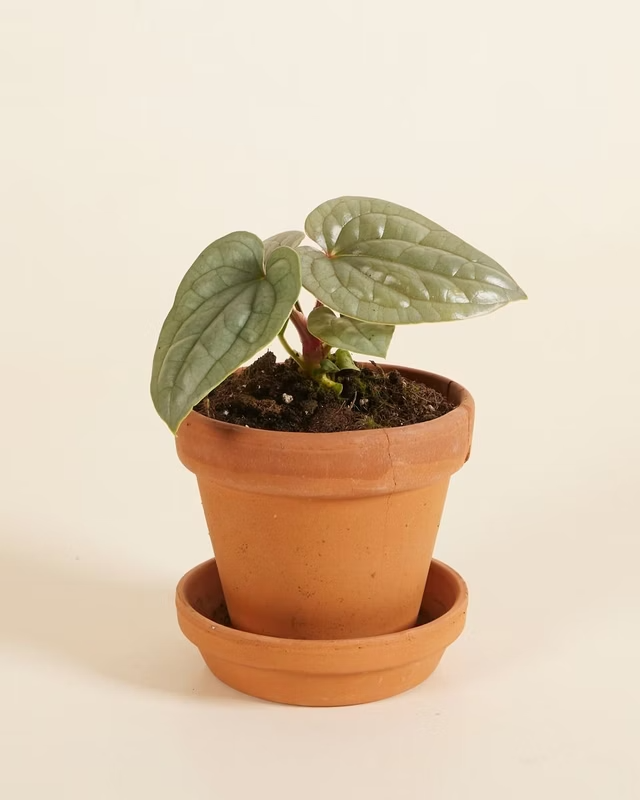 Baby Anthurium Luxurians أنثوريوم لوكشوريانس