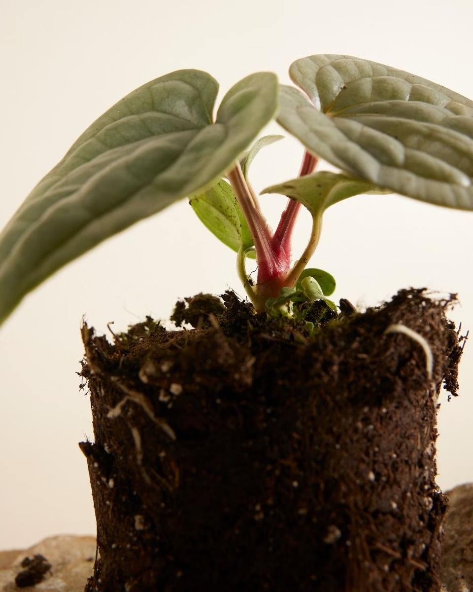 Anthurium Luxurians أنثوريوم لوكشوريانس