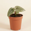 Baby Anthurium Luxurians أنثوريوم لوكشوريانس