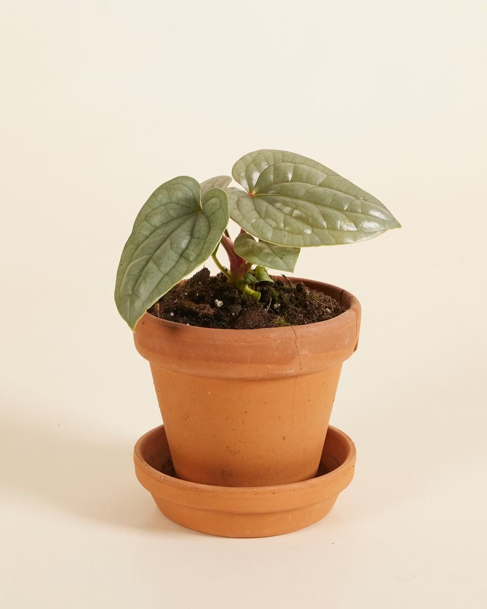 Anthurium Luxurians أنثوريوم لوكشوريانس