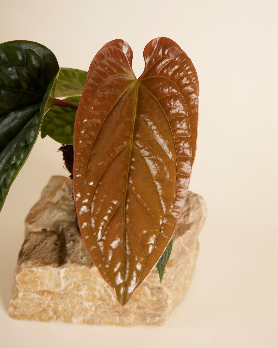 Anthurium Luxurians x Radicans أنثوريوم نبات داخلي