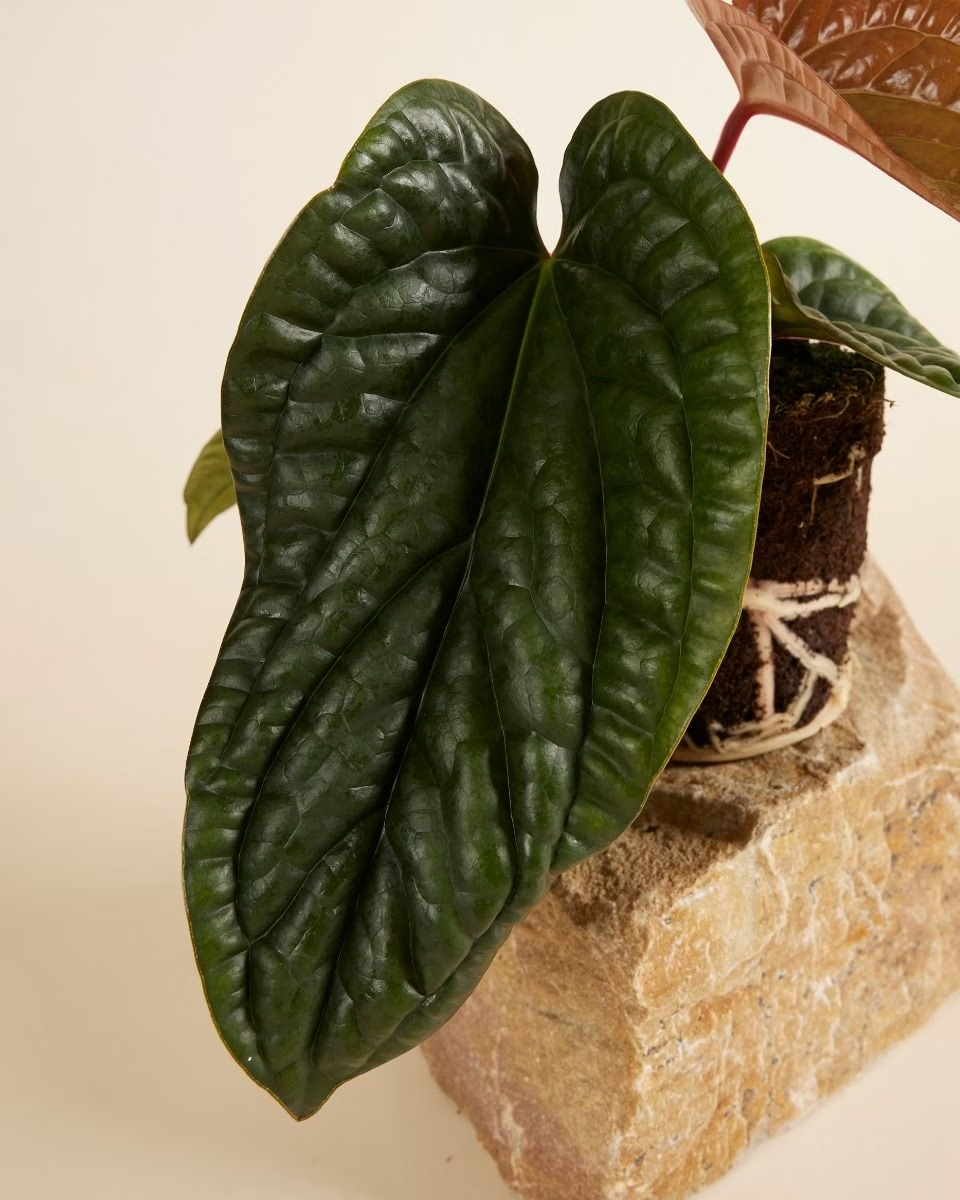 Close-up of a dark green Anthurium Luxurians x Radicans leaf on a beige background