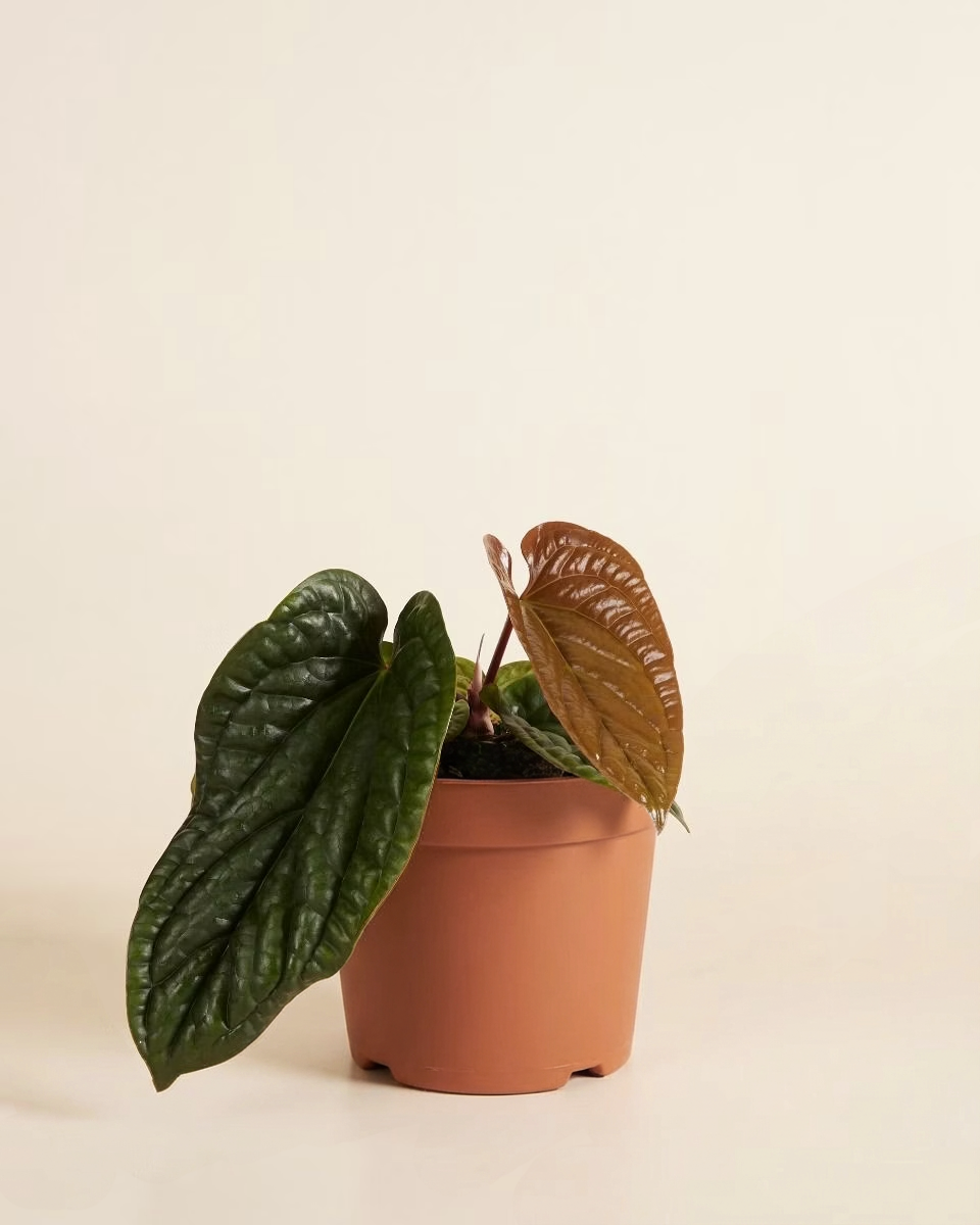 Potted Anthurium Luxurians x Radicans plant with large green leaves on a beige background