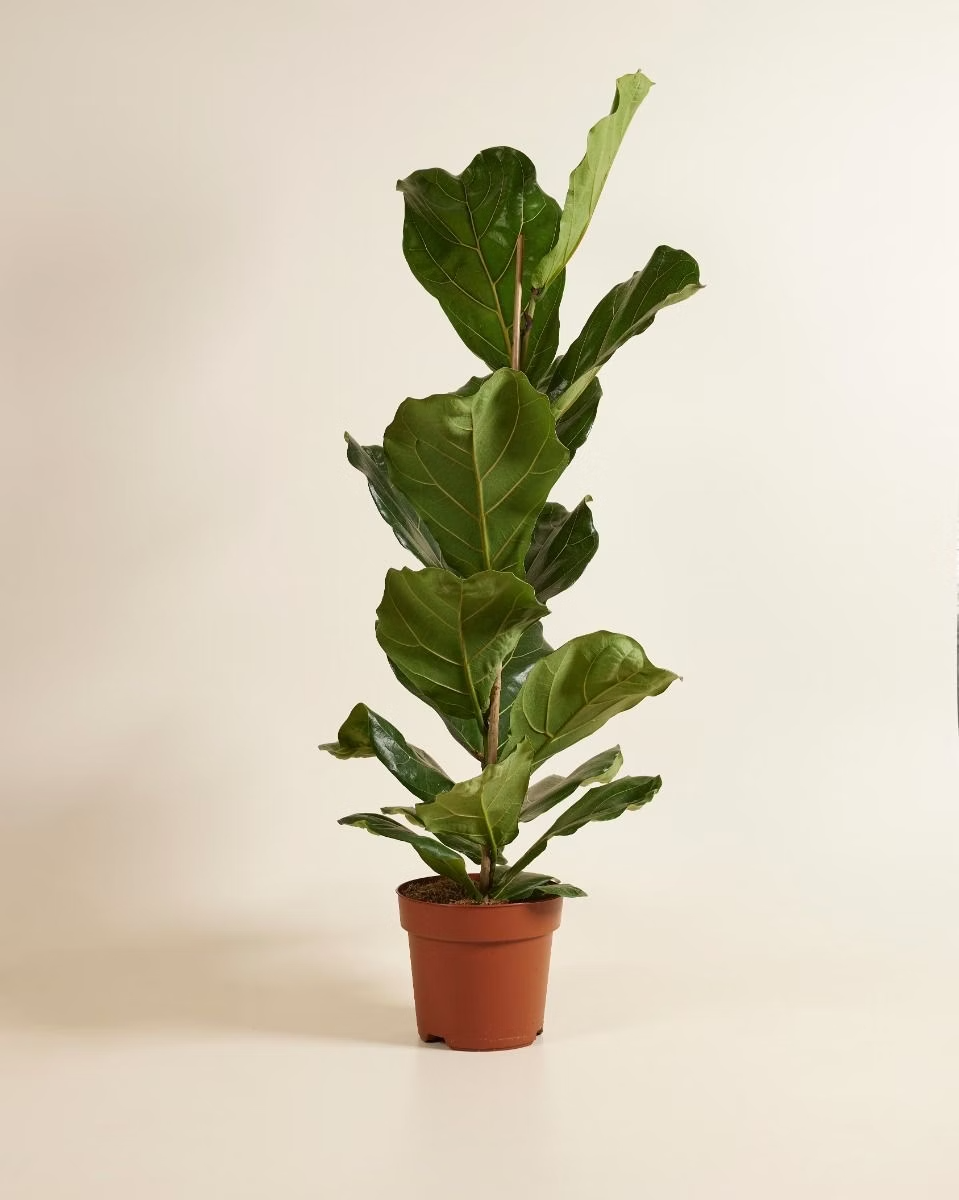 Ficus Lyrata - Fiddle Leaf Fig  فيكس ليراتا