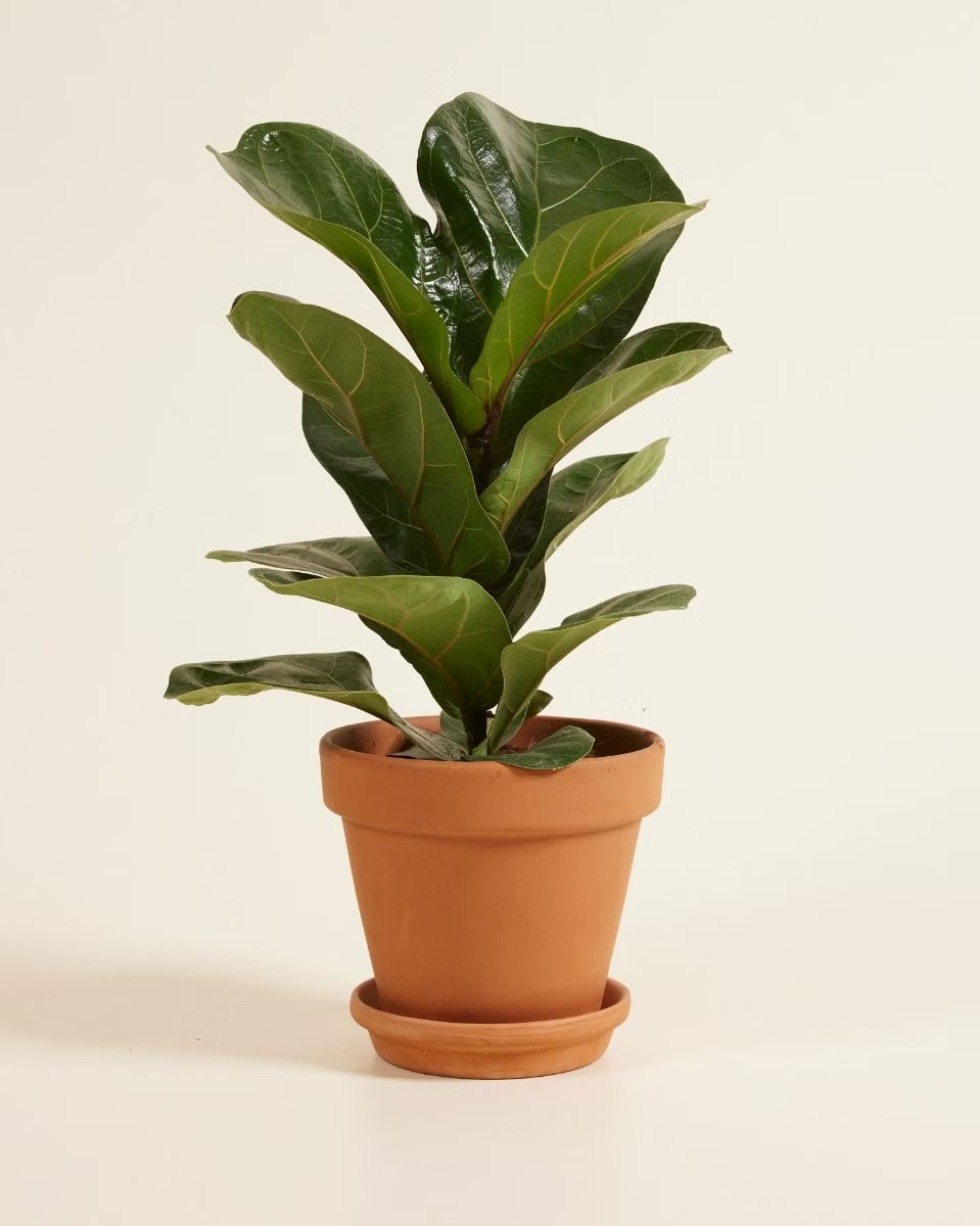 Ficus Lyrata فيكس ليراتا