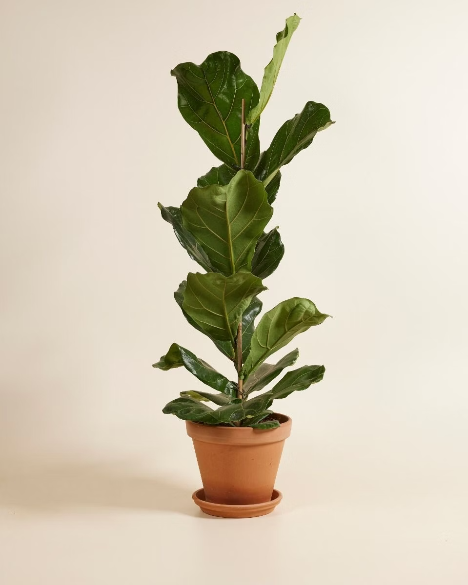 Ficus Lyrata - Fiddle Leaf Fig  فيكس ليراتا