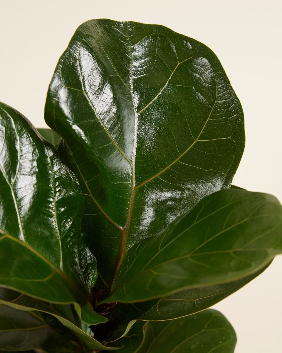 Ficus Lyrata فيكس ليراتا