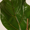 Ficus Lyrata - Fiddle Leaf Fig  فيكس ليراتا