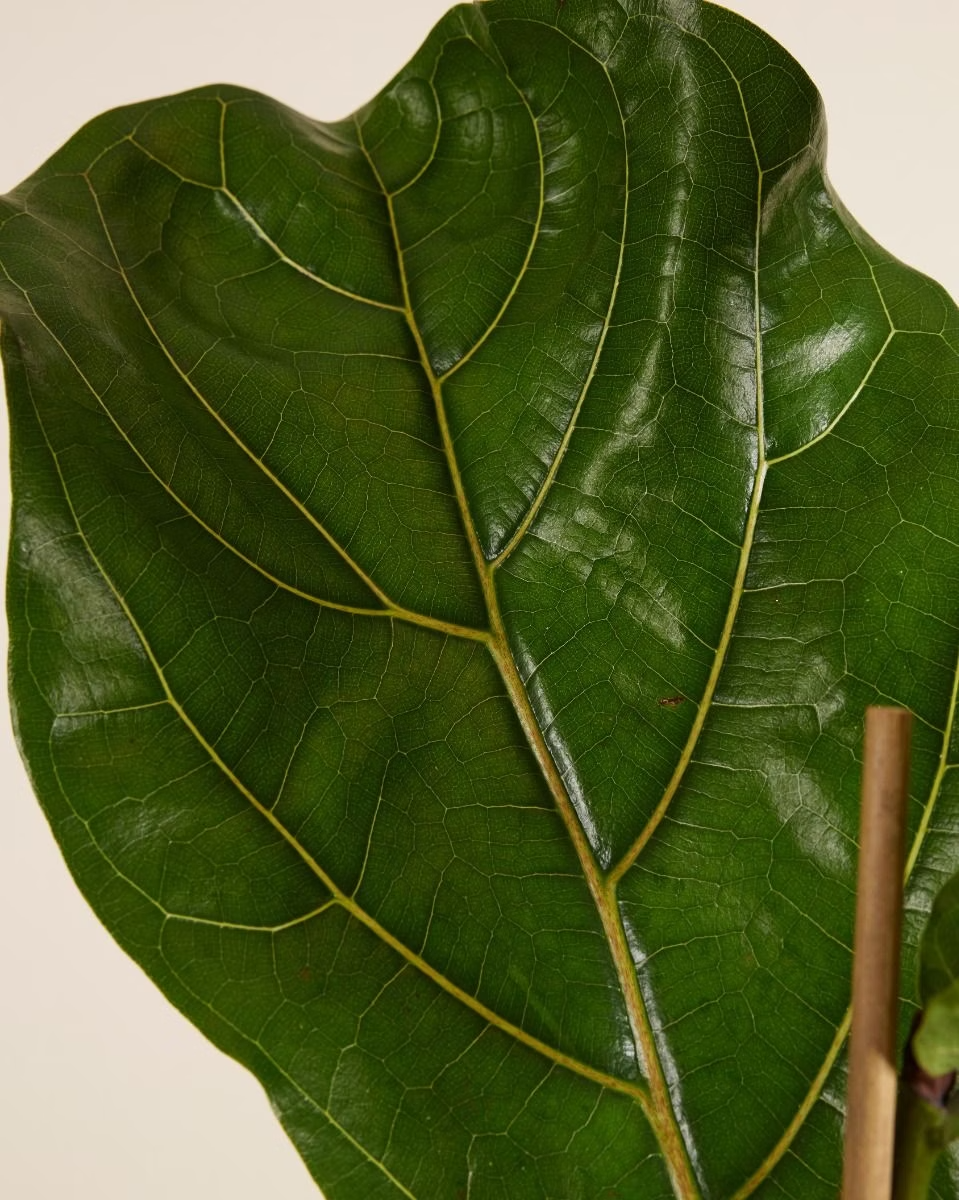 Ficus Lyrata - Fiddle Leaf Fig  فيكس ليراتا