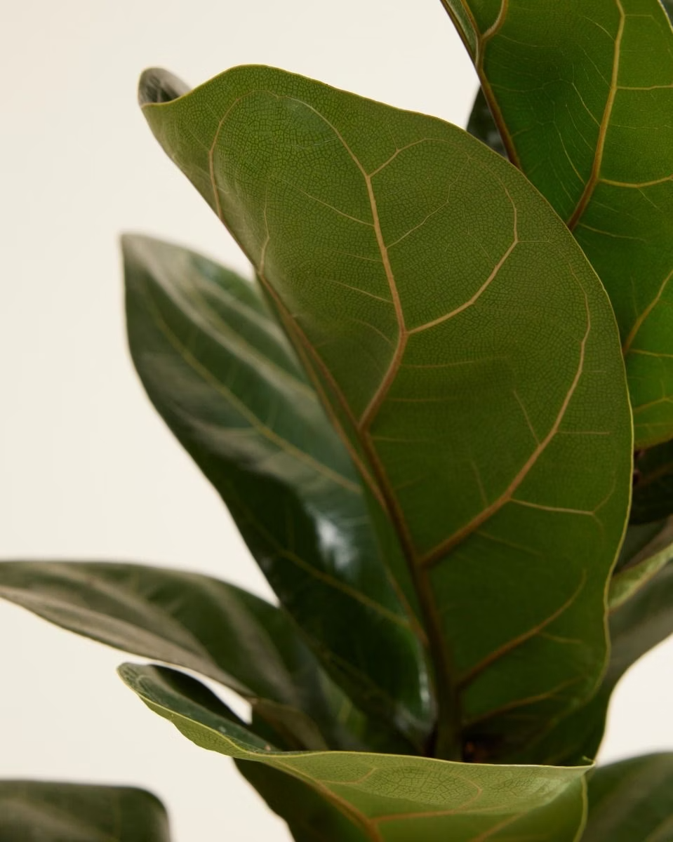 Ficus Lyrata فيكس ليراتا