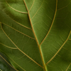 Ficus Lyrata - Fiddle Leaf Fig  فيكس ليراتا
