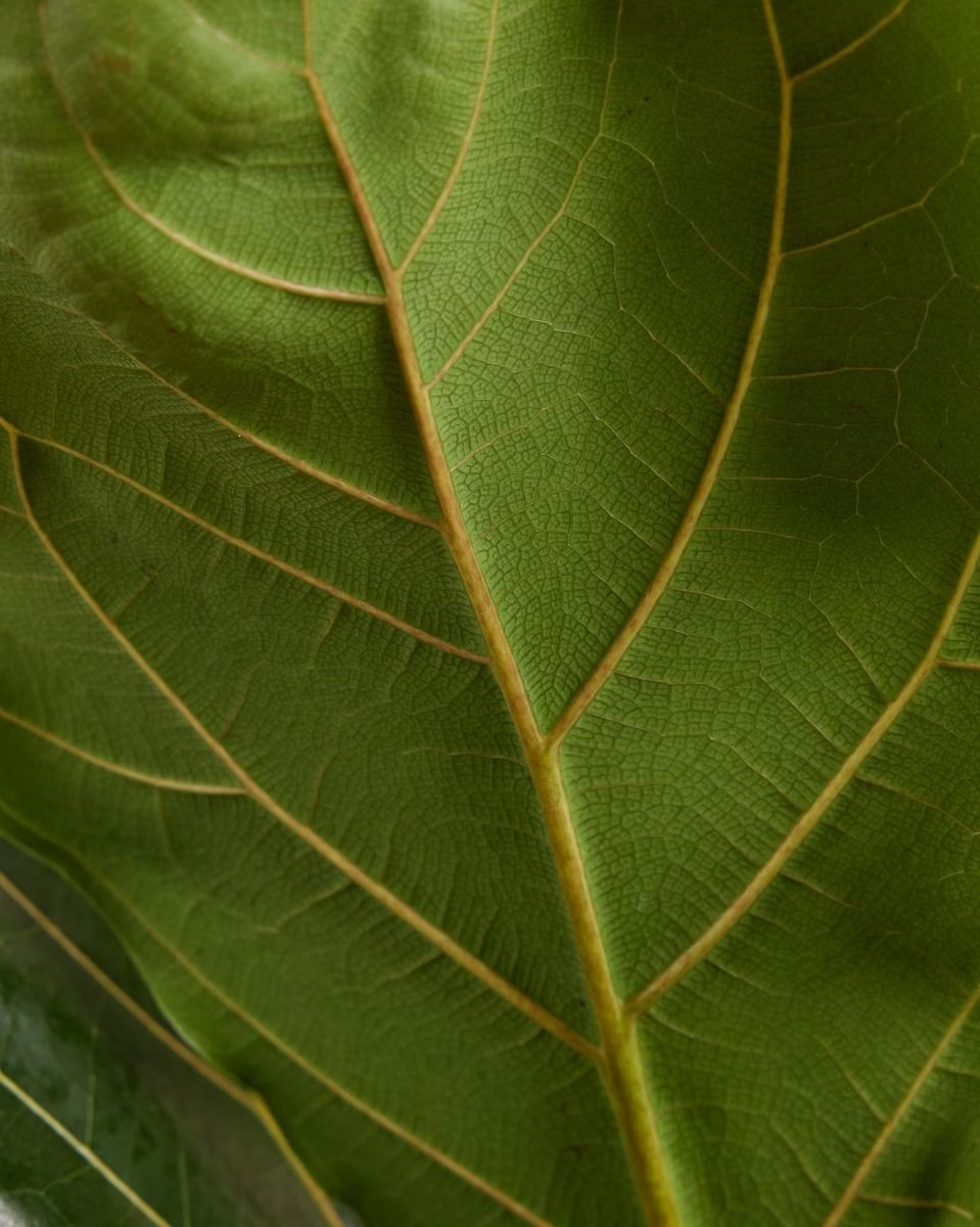 Ficus Lyrata - Fiddle Leaf Fig  فيكس ليراتا