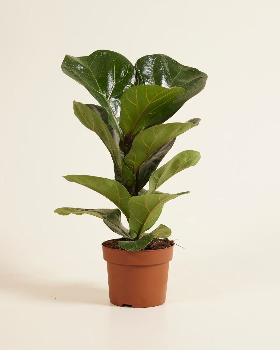 Ficus Lyrata فيكس ليراتا