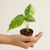 Baby Alocasia Macrorrhiza Aurea Variegata