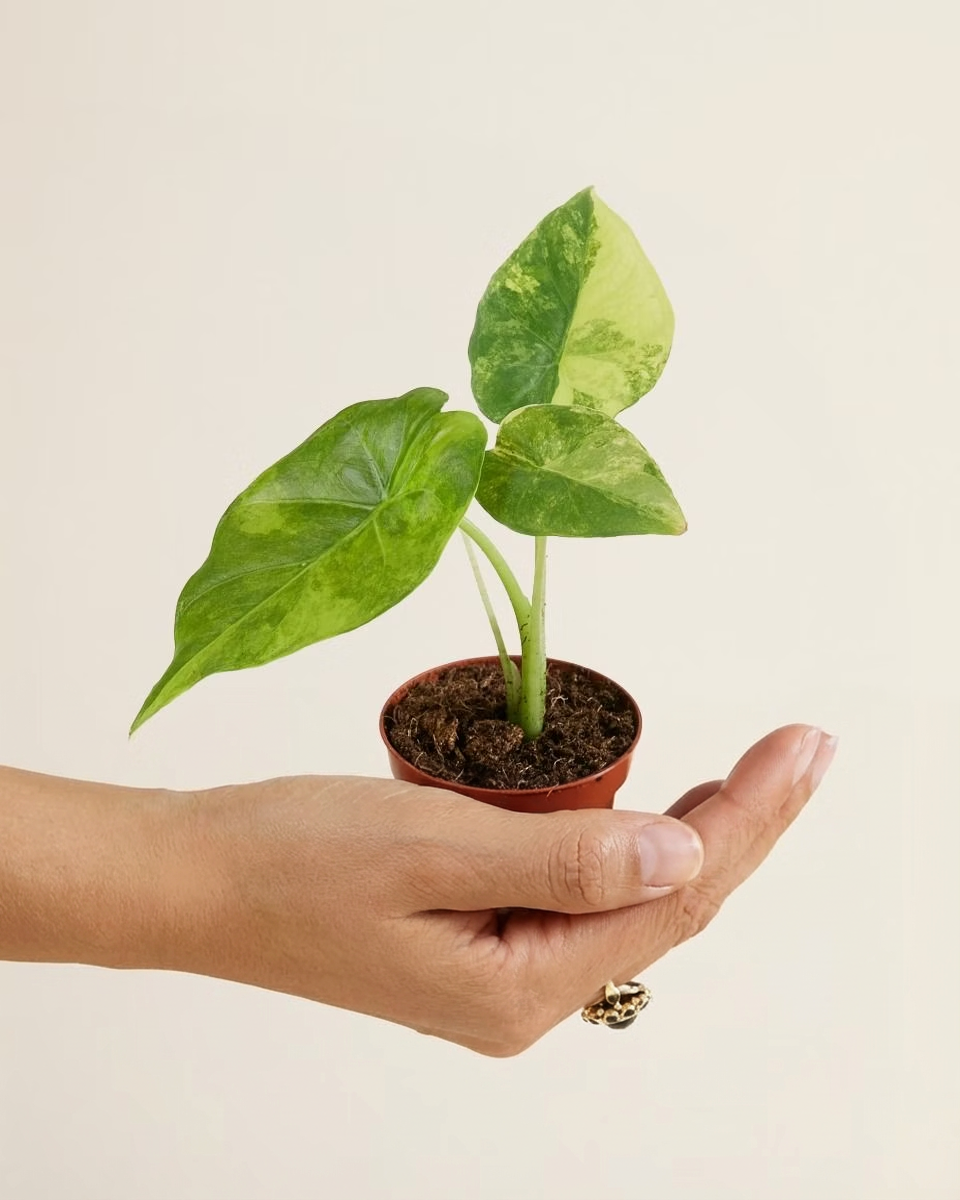 Baby Alocasia Macrorrhiza Aurea Variegata