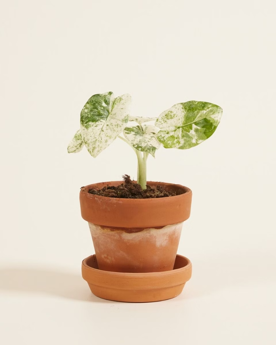 ماكرورهِيـزا سبلاش