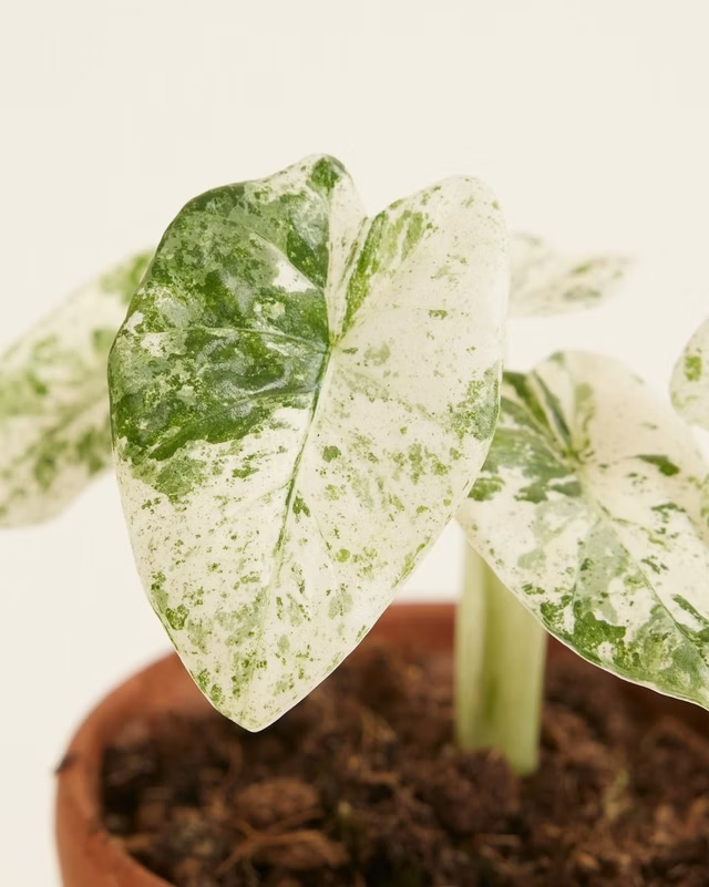 ماكرورهِيـزا سبلاش