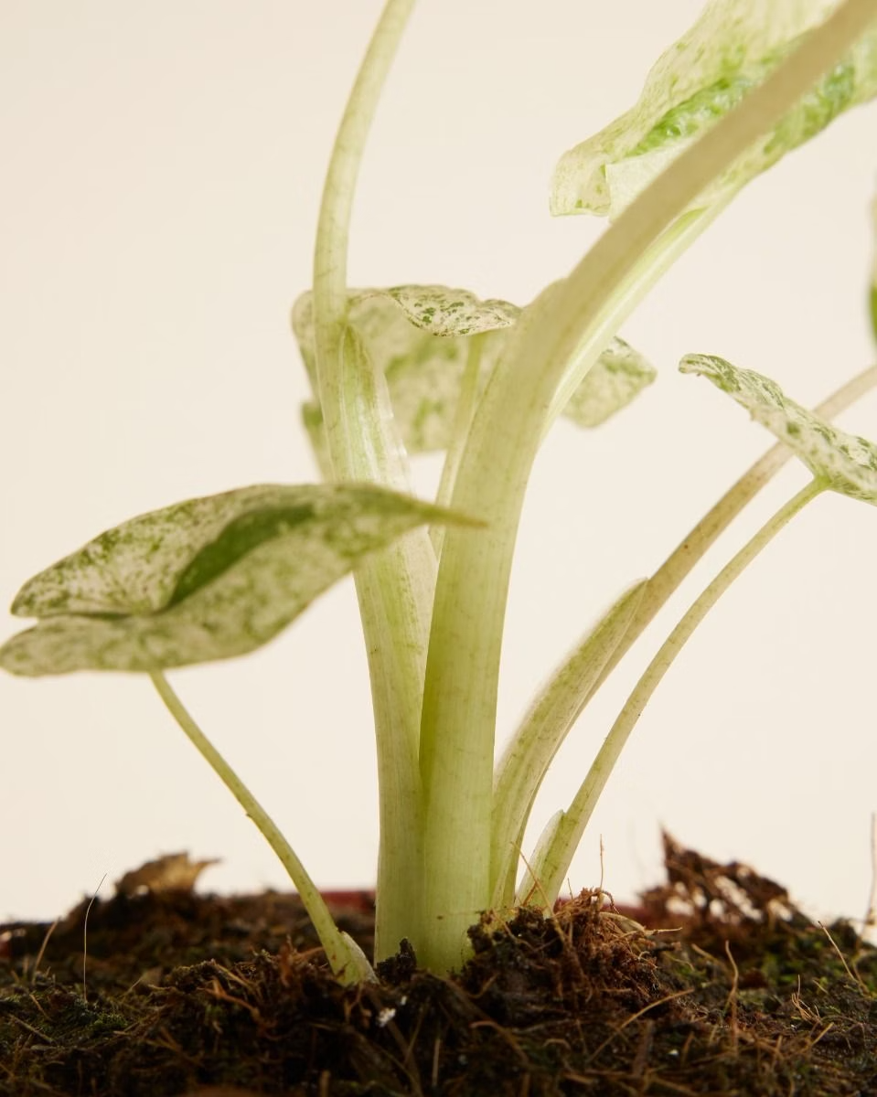 Alocasia Macrorrhiza Splash Variegated ألوكاسيا مبرقش