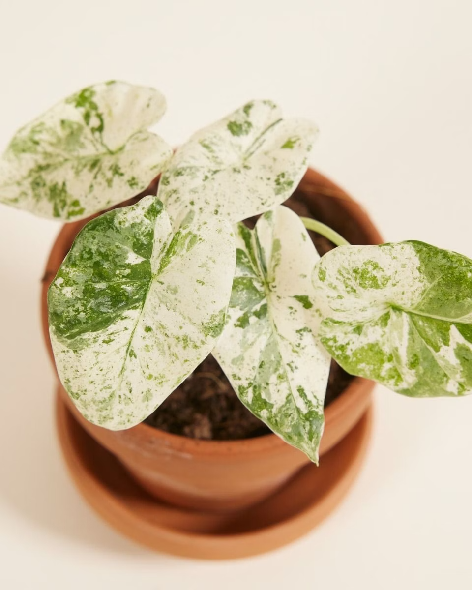 ماكرورهِيـزا سبلاش