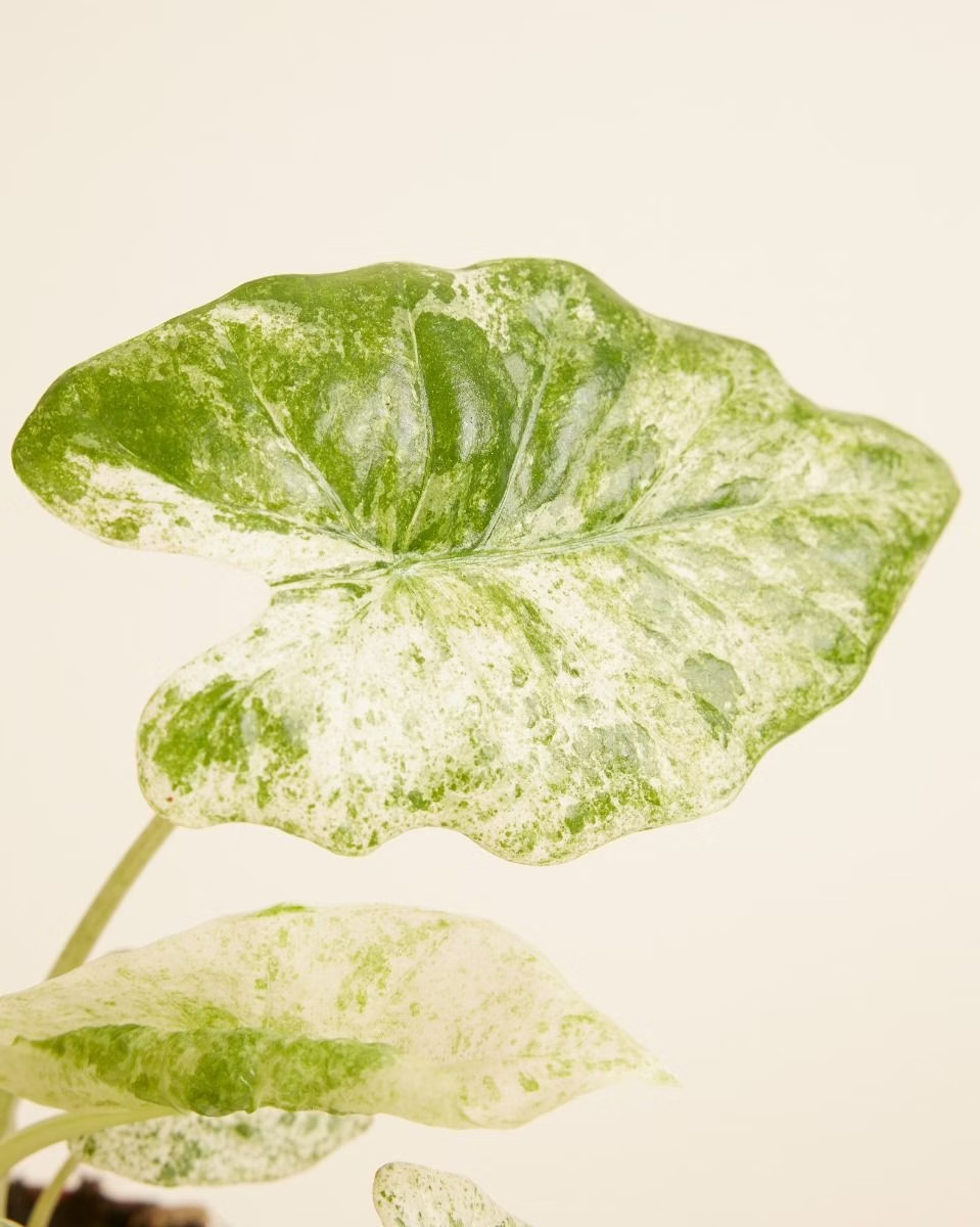 Alocasia Macrorrhiza Splash Variegated ألوكاسيا مبرقش