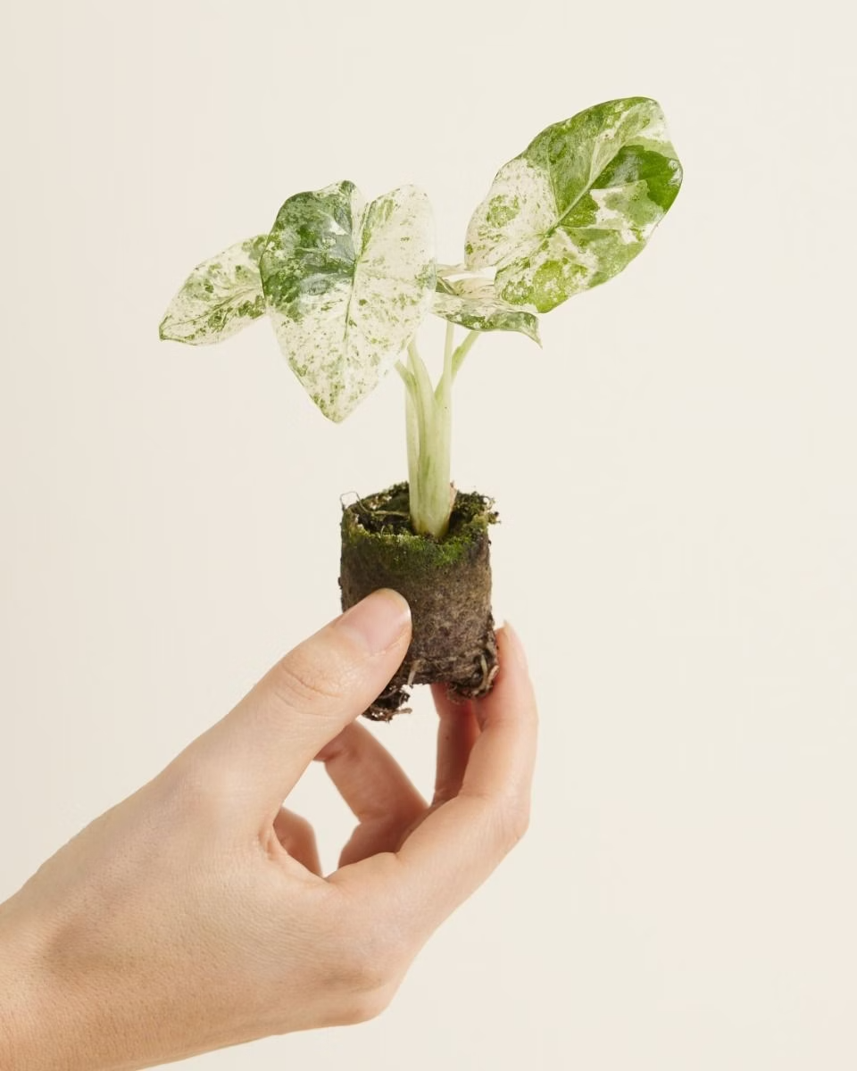 ماكرورهِيـزا سبلاش