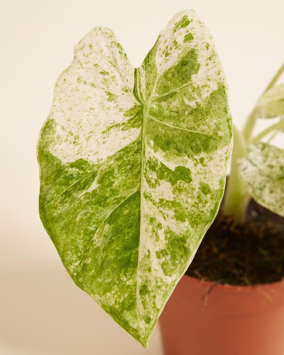 Alocasia Macrorrhiza Splash Variegated ألوكاسيا مبرقش