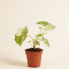 Alocasia Macrorrhiza Splash Variegated ألوكاسيا مبرقش
