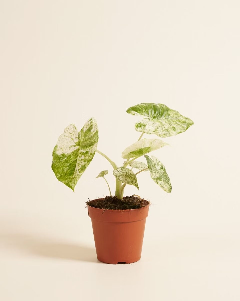 Alocasia Macrorrhiza Splash Variegated ألوكاسيا مبرقش
