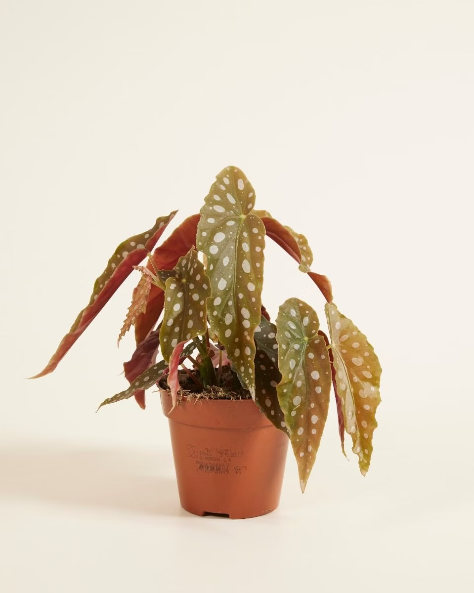 Begonia Maculata نبات داخلي بيغونيا ماكولاتا