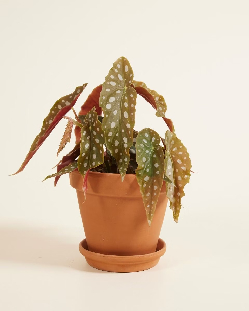 Begonia Maculata نبات داخلي بيغونيا ماكولاتا