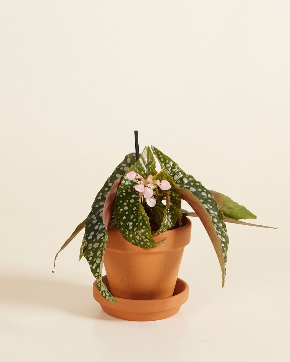 Baby Begonia Maculata (Polka Dot) نبات داخلي بيغونيا