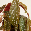 Begonia Maculata نبات داخلي بيغونيا ماكولاتا