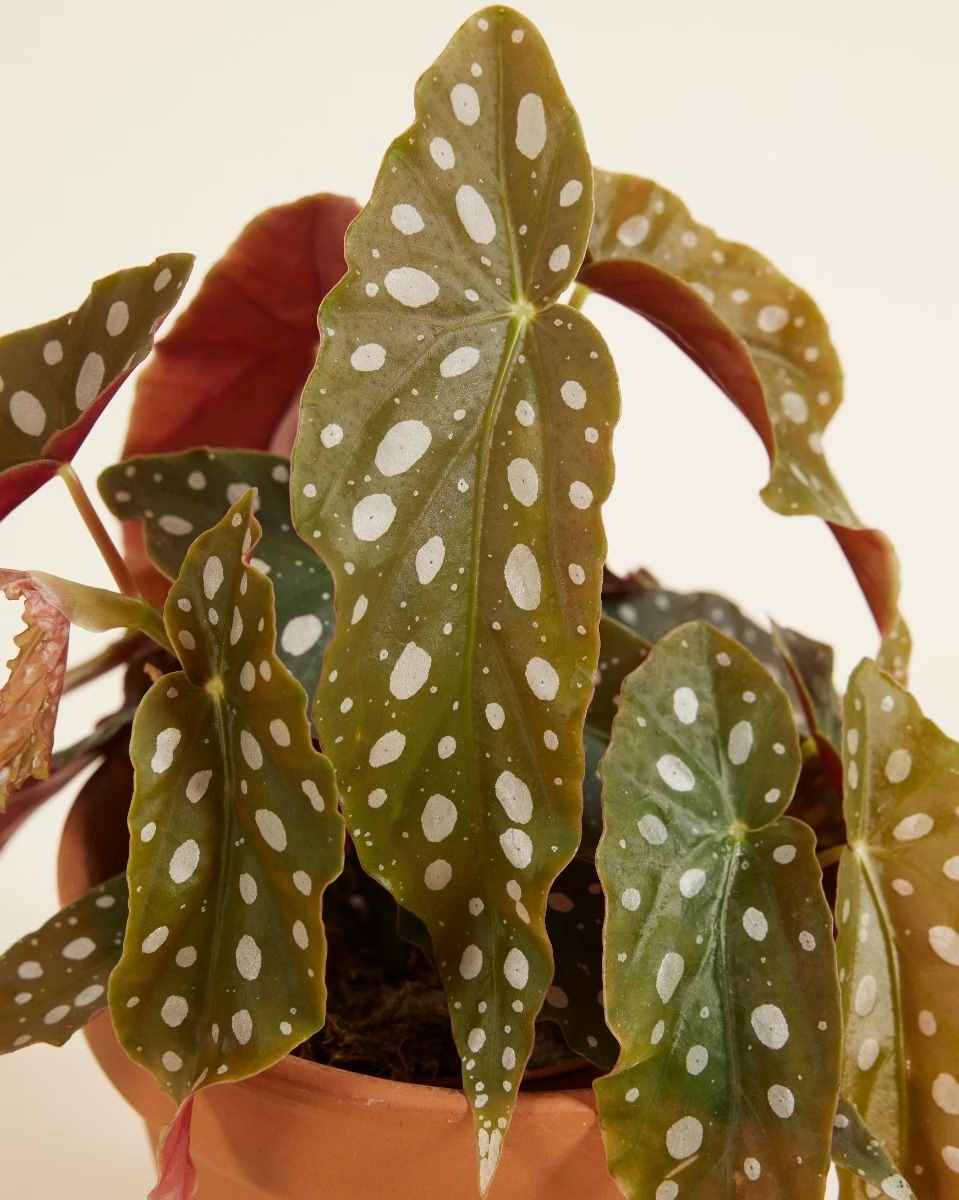 Begonia Maculata نبات داخلي بيغونيا ماكولاتا