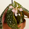 Baby Begonia Maculata (Polka Dot) نبات داخلي بيغونيا